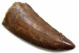 Serrated Raptor Tooth - Real Dinosaur Tooth #376377-1
